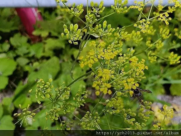Imperfect Restaurant／西奈亞風味料理／親