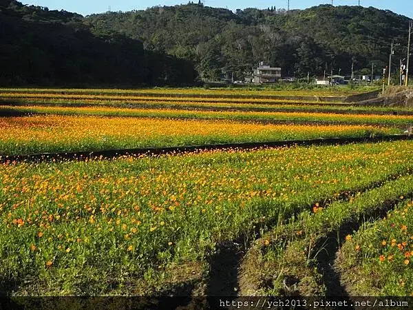 桃園龜山祕境／季節限定／楓樹坑季節休耕賞波斯菊花海