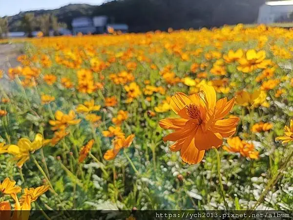 桃園龜山祕境／季節限定／楓樹坑季節休耕賞波斯菊花海