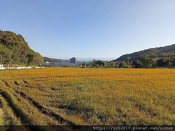 桃園龜山祕境／季節限定／楓樹坑季節休耕賞波斯菊花海