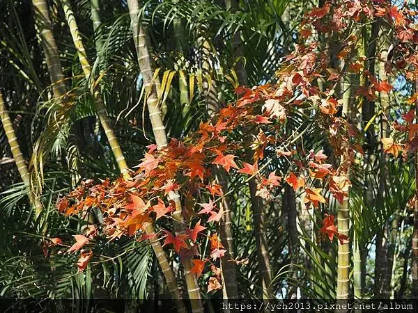 桃園龜山景點／龜山苗圃綠環境生態園區