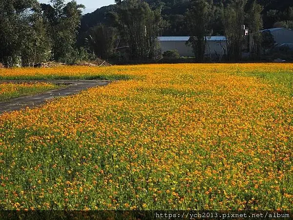 桃園龜山祕境／季節限定／楓樹坑季節休耕賞波斯菊花海