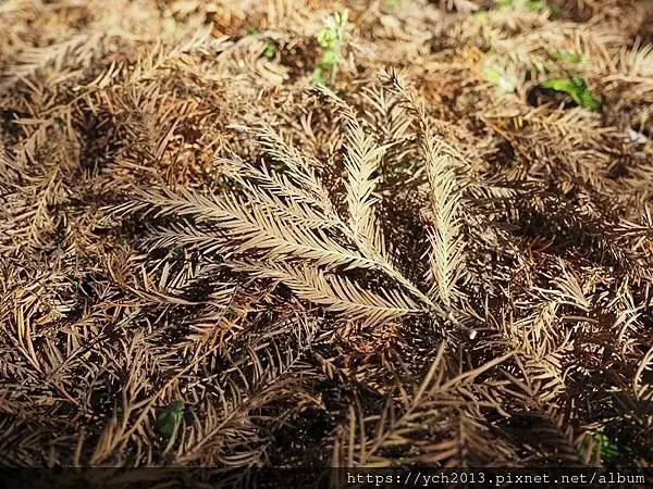 桃園龜山景點／龜山苗圃綠環境生態園區