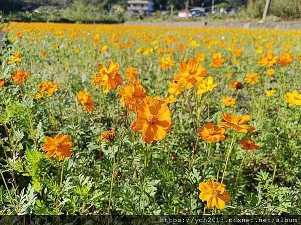 桃園龜山祕境／季節限定／楓樹坑季節休耕賞波斯菊花海
