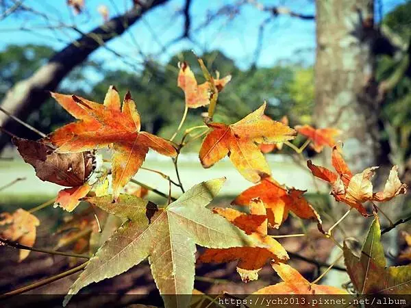 桃園龜山景點／龜山苗圃綠環境生態園區