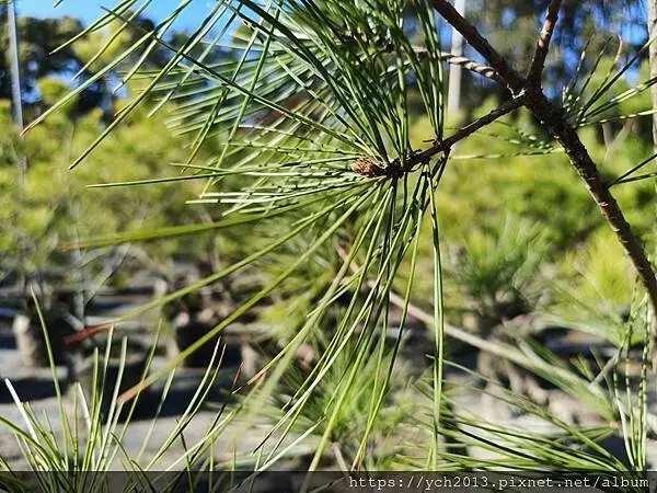 桃園龜山景點／龜山苗圃綠環境生態園區