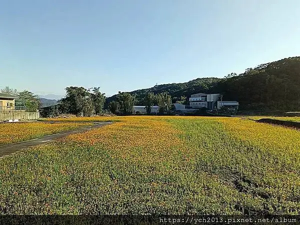 桃園龜山祕境／季節限定／楓樹坑季節休耕賞波斯菊花海