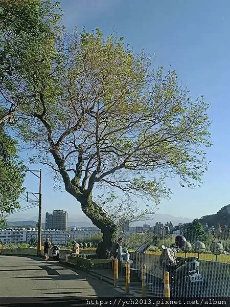 桃園龜山祕境／季節限定／楓樹坑季節休耕賞波斯菊花海