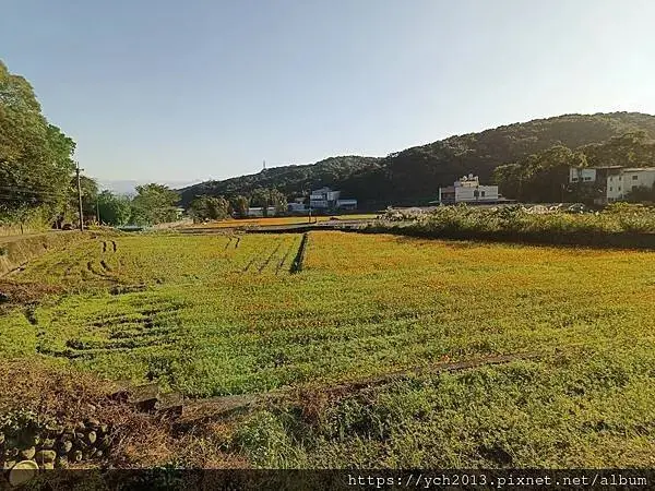 桃園龜山祕境／季節限定／楓樹坑季節休耕賞波斯菊花海
