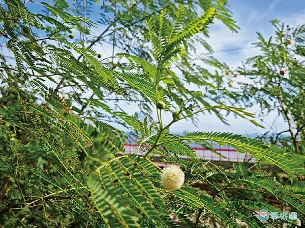 台東太麻里多良火車站   07.png