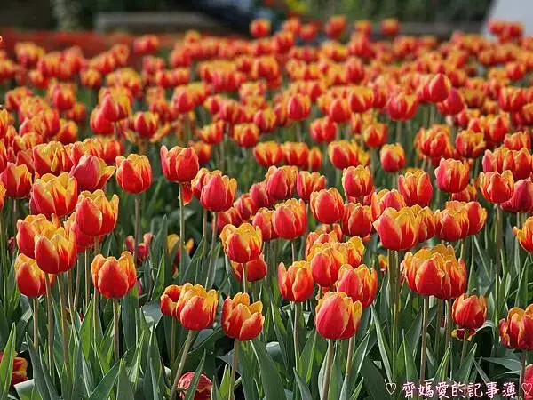 2025士林官邸鬱金香展