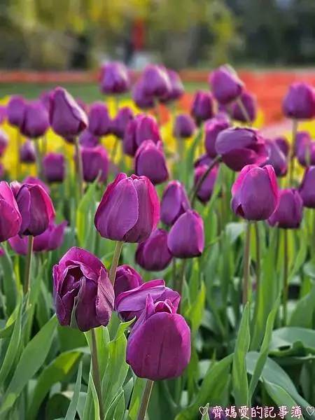 2025士林官邸鬱金香展