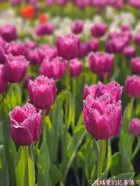 2025士林官邸鬱金香展