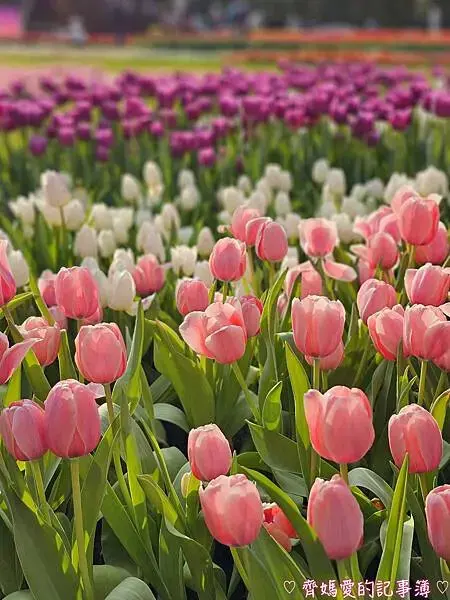2025士林官邸鬱金香展