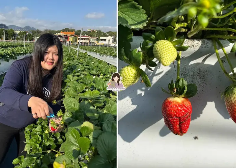 【苗栗景點】六合高架牛奶草莓農場-站著就可以採草莓，無須門票