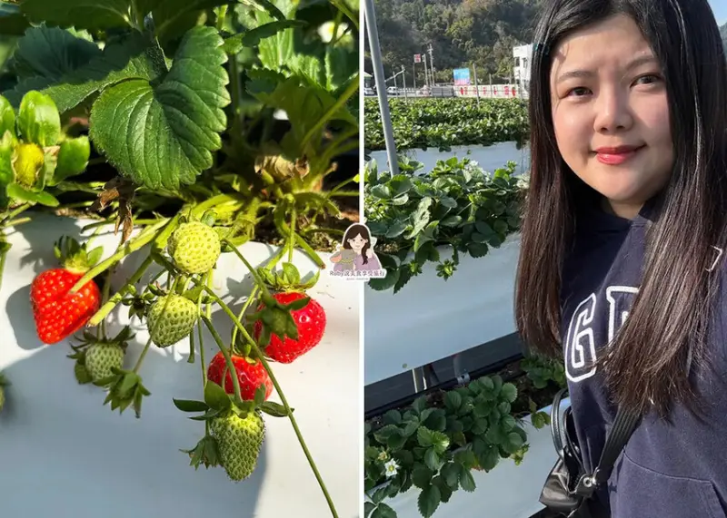 【苗栗景點】六合高架牛奶草莓農場-站著就可以採草莓，無須門票