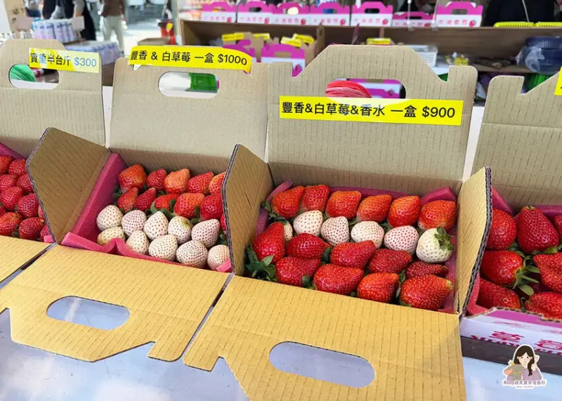 【苗栗景點】六合高架牛奶草莓農場-站著就可以採草莓，無須門票