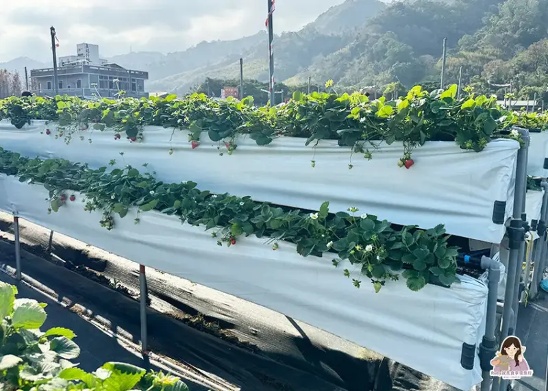 【苗栗景點】六合高架牛奶草莓農場-站著就可以採草莓，無須門票