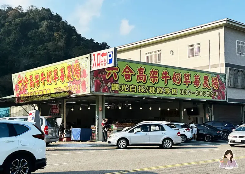 【苗栗景點】六合高架牛奶草莓農場-站著就可以採草莓，無須門票