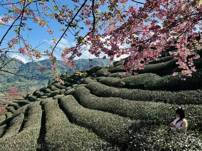 中部最美櫻花隧道【八卦茶園】青山藍天、茶園粉櫻一次盡收，迴音