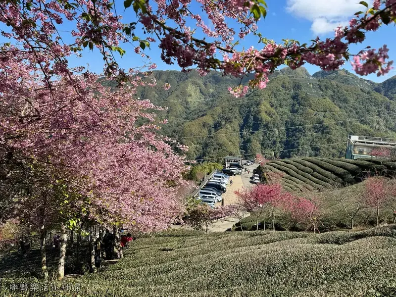 中部最美櫻花隧道【八卦茶園】青山藍天、茶園粉櫻一次盡收，迴音