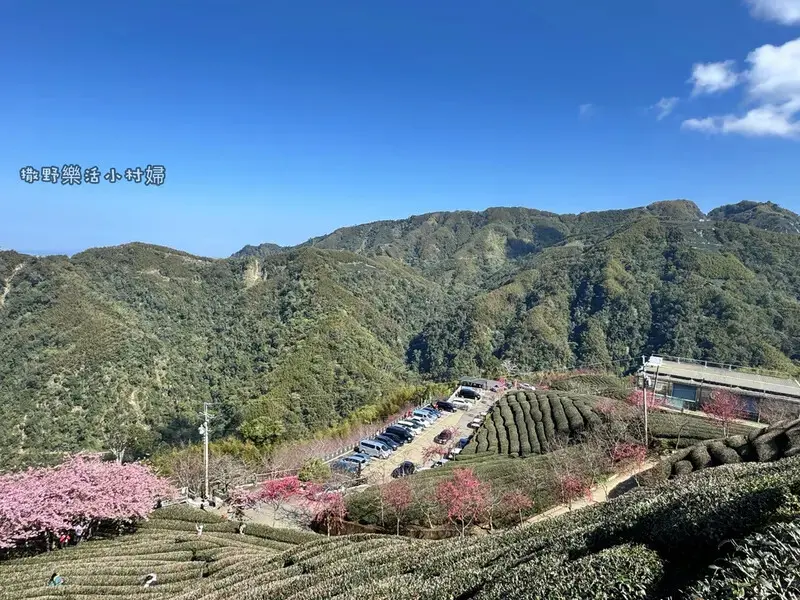 中部最美櫻花隧道【八卦茶園】青山藍天、茶園粉櫻一次盡收，迴音