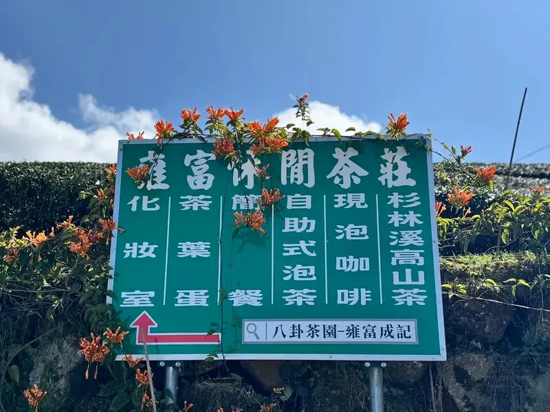 中部最美櫻花隧道【八卦茶園】青山藍天、茶園粉櫻一次盡收，迴音