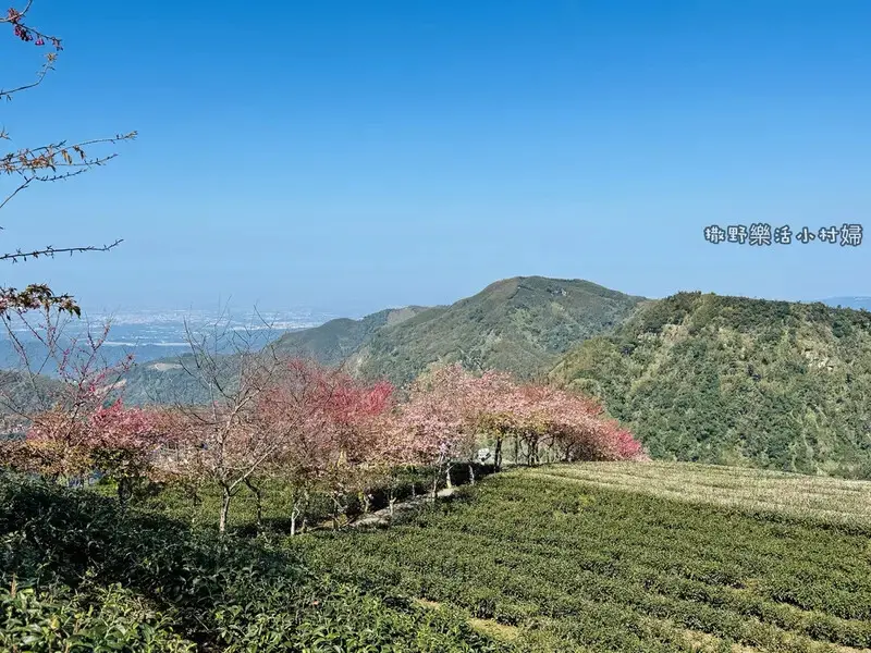 中部最美櫻花隧道【八卦茶園】青山藍天、茶園粉櫻一次盡收，迴音