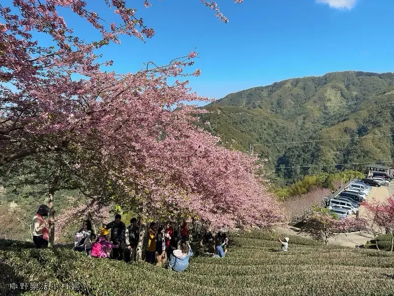 中部最美櫻花隧道【八卦茶園】青山藍天、茶園粉櫻一次盡收，迴音