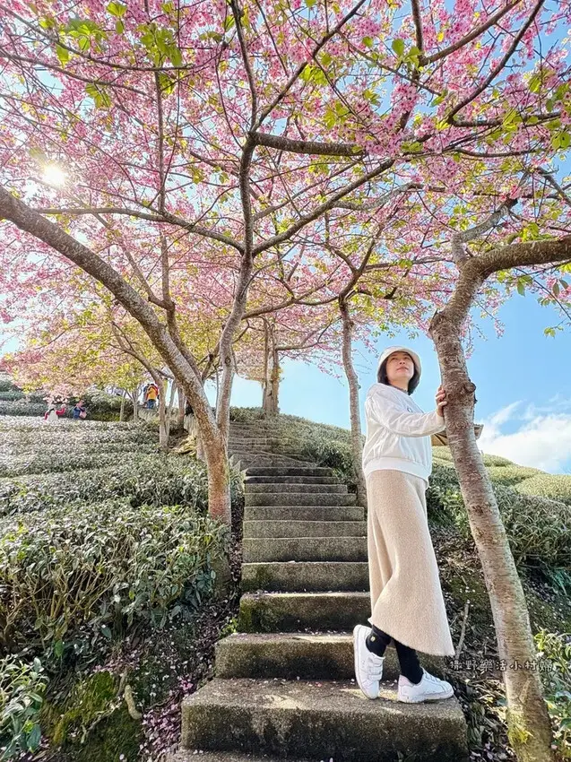 中部最美櫻花隧道【八卦茶園】青山藍天、茶園粉櫻一次盡收，迴音