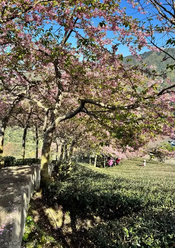 中部最美櫻花隧道【八卦茶園】青山藍天、茶園粉櫻一次盡收，迴音