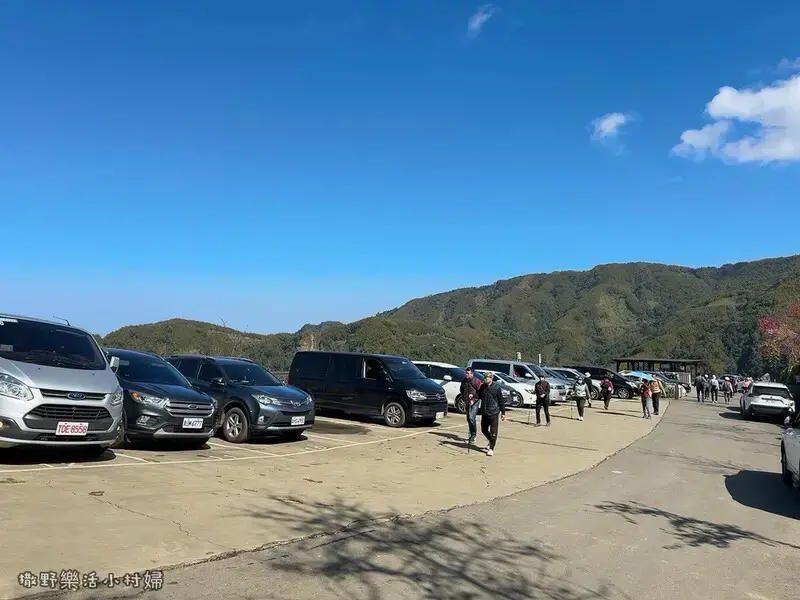 中部最美櫻花隧道【八卦茶園】青山藍天、茶園粉櫻一次盡收，迴音