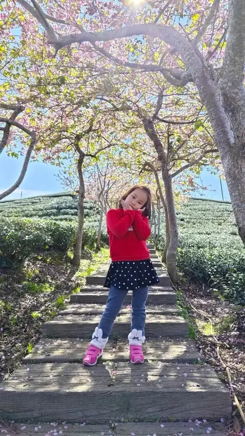 中部最美櫻花隧道【八卦茶園】青山藍天、茶園粉櫻一次盡收，迴音