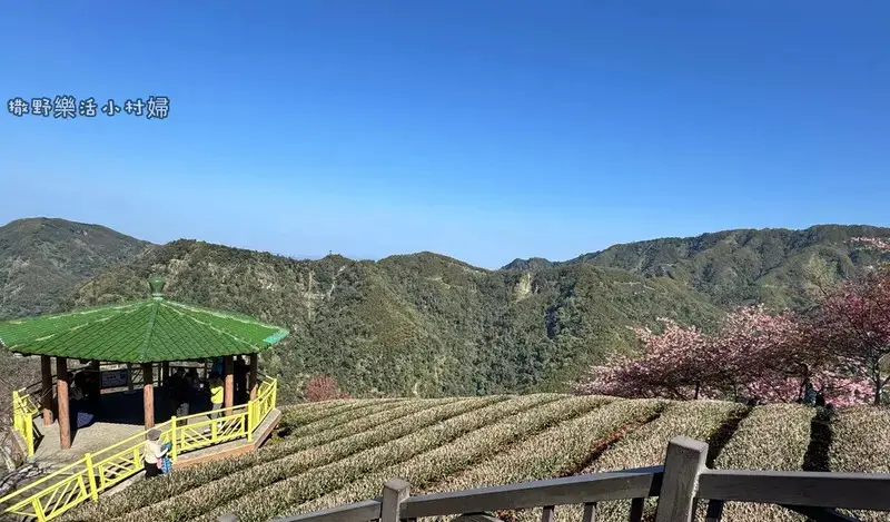 中部最美櫻花隧道【八卦茶園】青山藍天、茶園粉櫻一次盡收，迴音