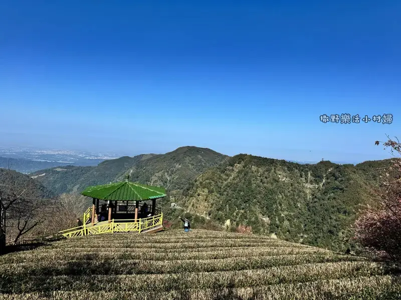 中部最美櫻花隧道【八卦茶園】青山藍天、茶園粉櫻一次盡收，迴音