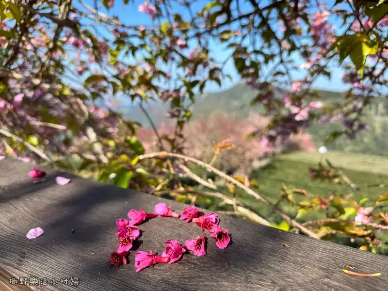 中部最美櫻花隧道【八卦茶園】青山藍天、茶園粉櫻一次盡收，迴音