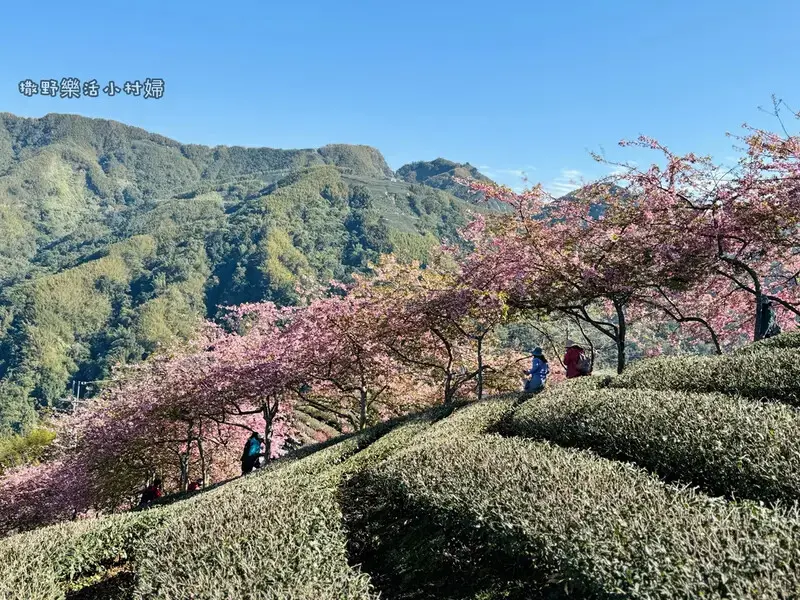 中部最美櫻花隧道【八卦茶園】青山藍天、茶園粉櫻一次盡收，迴音