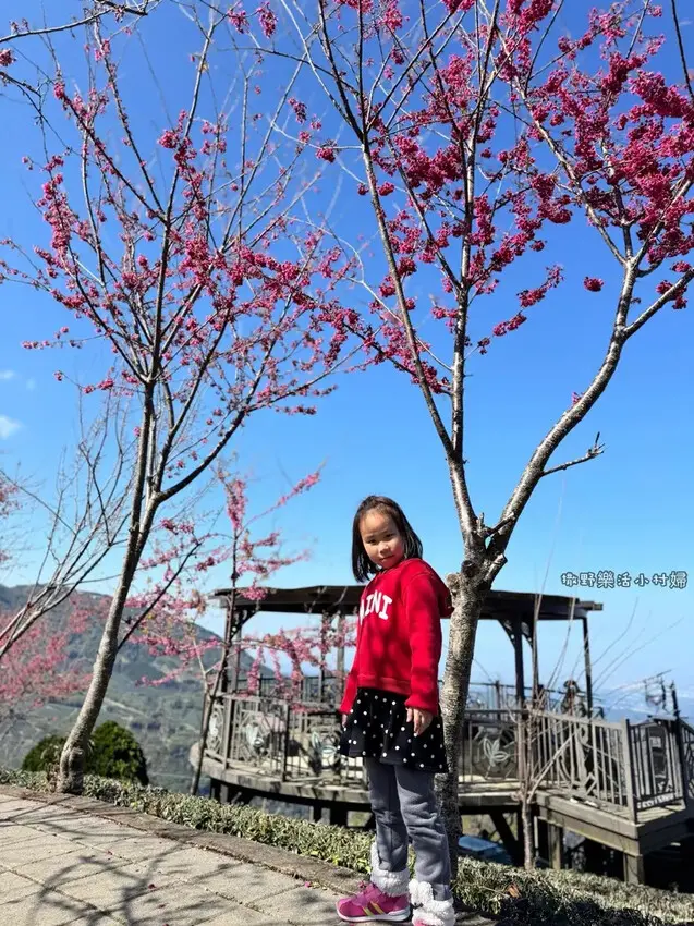 中部最美櫻花隧道【八卦茶園】青山藍天、茶園粉櫻一次盡收，迴音