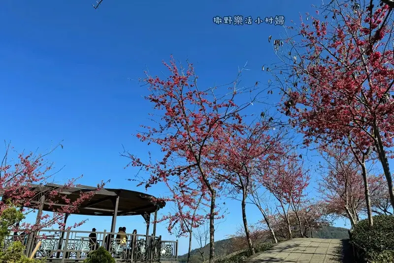 中部最美櫻花隧道【八卦茶園】青山藍天、茶園粉櫻一次盡收，迴音