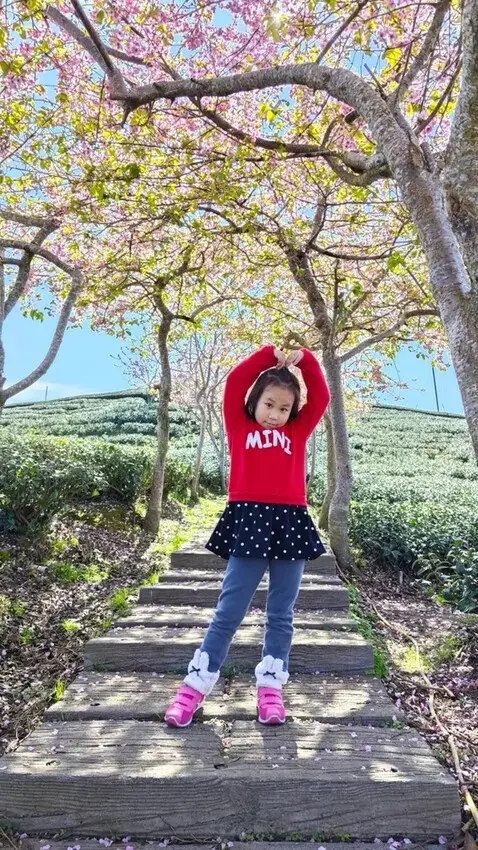 中部最美櫻花隧道【八卦茶園】青山藍天、茶園粉櫻一次盡收，迴音