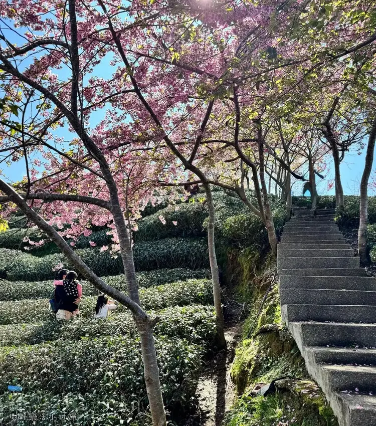 中部最美櫻花隧道【八卦茶園】青山藍天、茶園粉櫻一次盡收，迴音