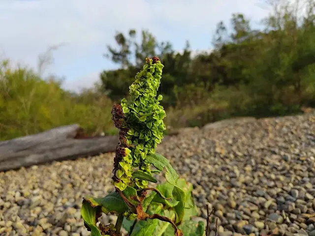 桃園觀新藻礁生態系野生動物保護區