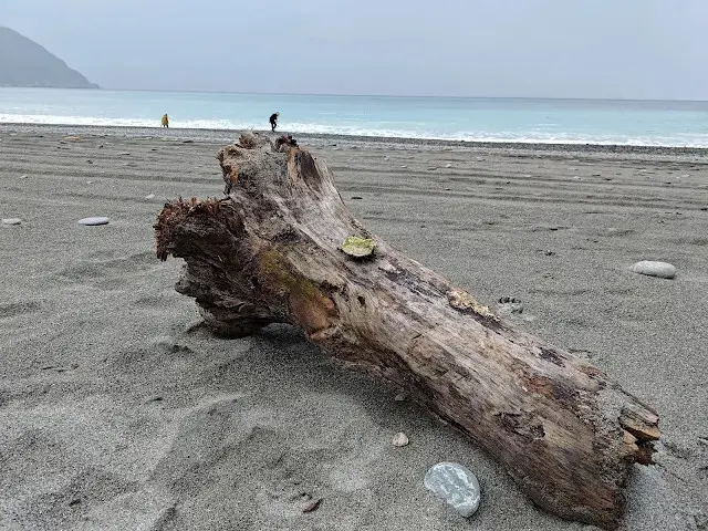 東澳灣 - 沙灘 - 漂流木