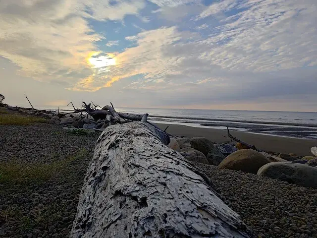 桃園觀新藻礁生態系野生動物保護區