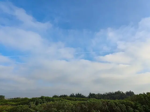 桃園觀新藻礁生態系野生動物保護區