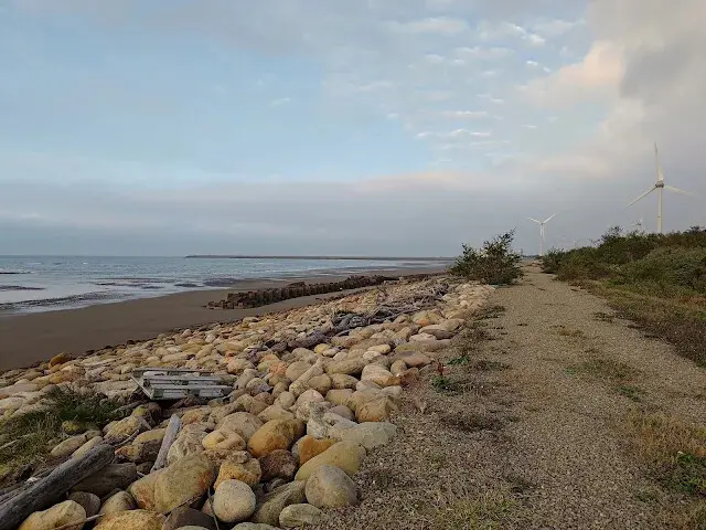 桃園觀新藻礁生態系野生動物保護區