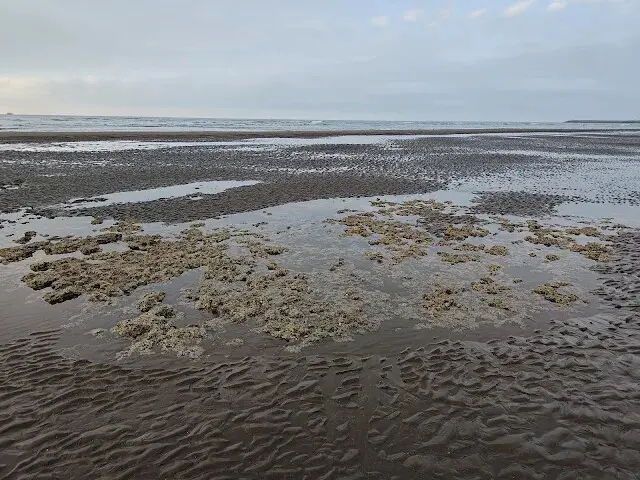 桃園觀新藻礁生態系野生動物保護區