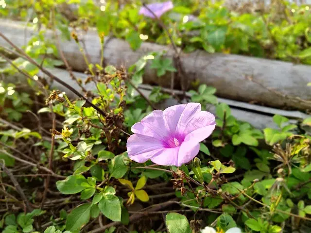 桃園觀新藻礁生態系野生動物保護區