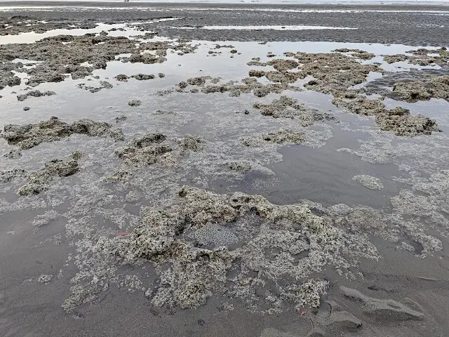桃園觀新藻礁生態系野生動物保護區