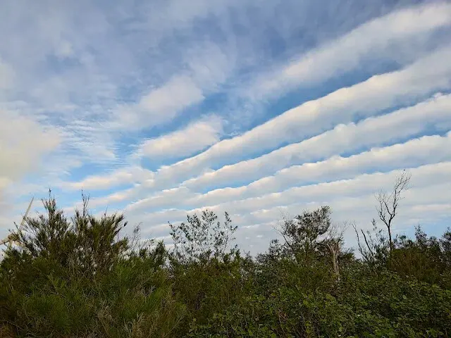 桃園觀新藻礁生態系野生動物保護區